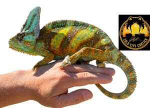 Adult Vailed Chameleon