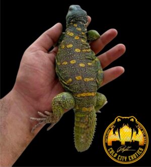 Ornate Uromastyxs