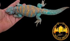 Ornate Uromastyxs Blue