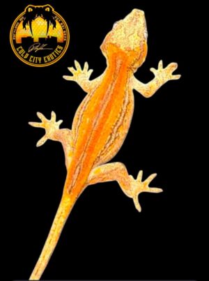 High Contrast Red Strip Gargoyle