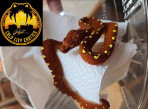 Baby Red Green Tree Python