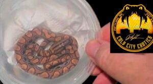 Baby Berzillen Rainbow Boas