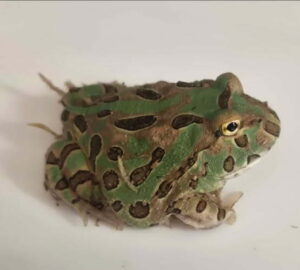 Camo Pacman Frog