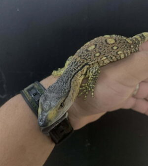 White Throt Monitors CB