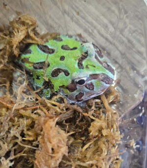 Blue Metal Aqua Mutant Pacman Frog