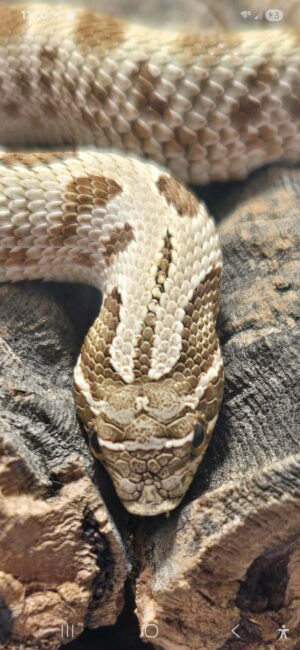 Hognose Conda