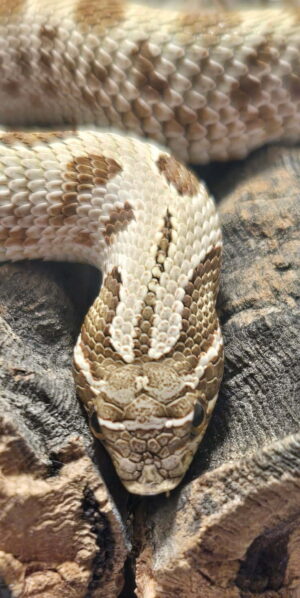 Hognose Conda