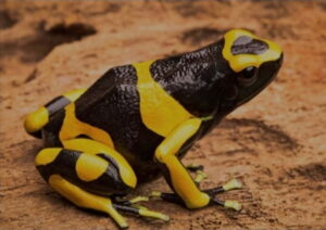 Bumble Bee Dart Frog