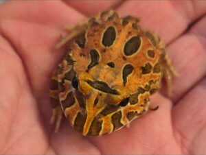 Cinnamon Blaze Pacman