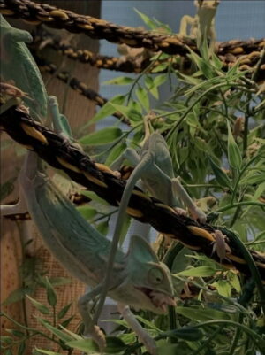 4 to 6 Veileds Chemealons