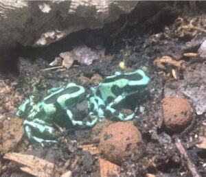 Green and Black Darts