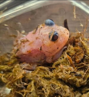 Translucent Black Eye Mutant Pacmen Frog