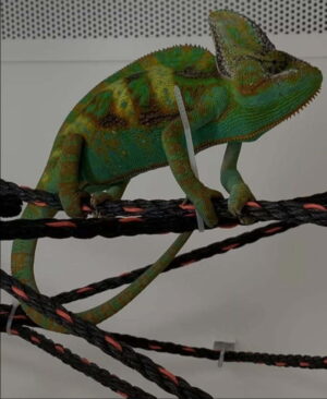 8 to 10 Veildeds Chemealons