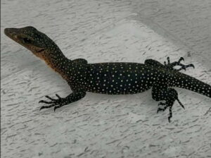 Peach Throts Monitors