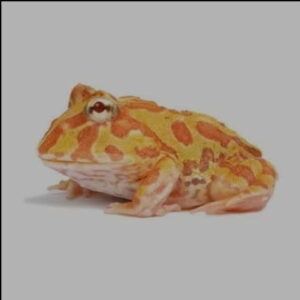 Albino Pacman Frog