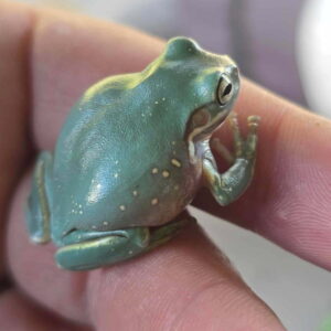 Green Whites Tree Frog